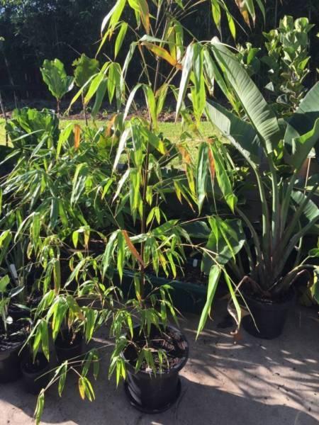 Bambusa lako (Timor black bamboo)