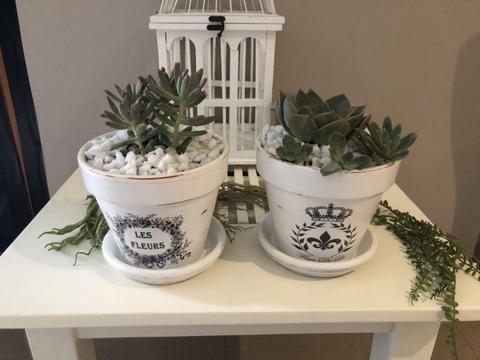 Succulent pots