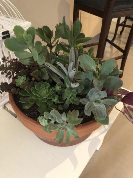 Living succulents 30 cm terra cotta pot