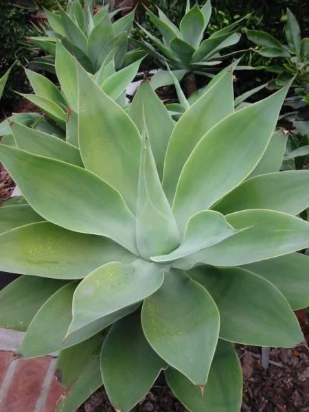 Beautiful agave plants for sale
