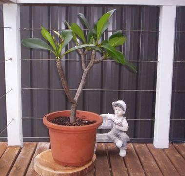 Potted Frangapani plant $20 Umina Beach sell first to pick up