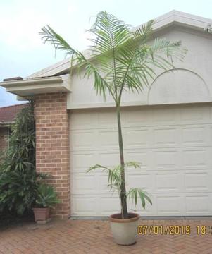 AWESOME BANGALOW PALMS in CERAMIC POT. The tallest is 3.5m high