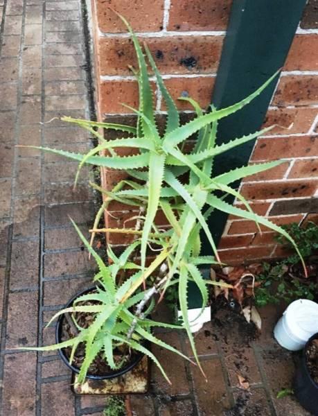 Aloe arborescens Plant 木立蘆薈 ?? - Big Pot