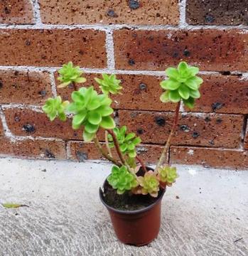 Plant with Light Green Leaves - Easy Care