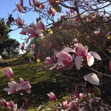 Deciduous Magnolias for sale Alstonville