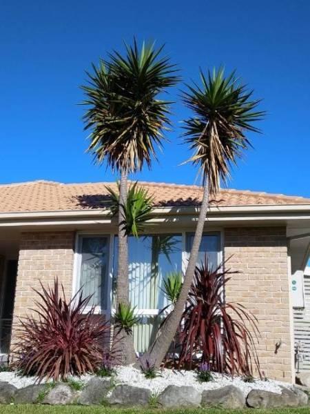 Mature branched Yucca Elephantipes for sale at Shell Cove