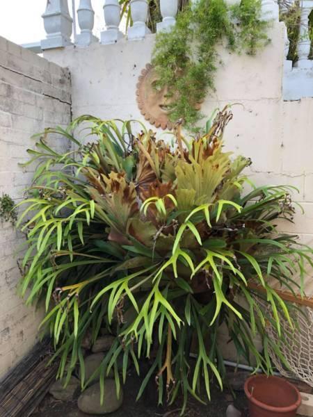 Staghorn plant