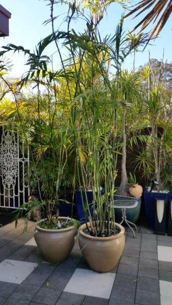POTTED BAMBOO PALMS