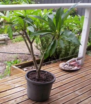 Potted Frangapani Plant $20 Umina Beach