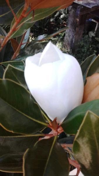 3 x magnolia little gems $60 each or 3 for $150 at 110cm tall