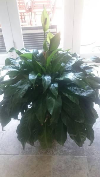 Plant - Peace Lily Spathiphyllum