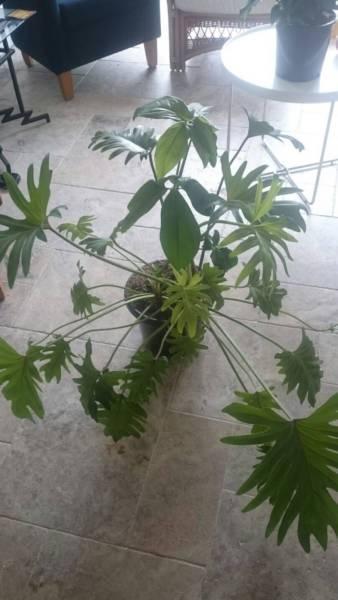 Plants- Tree Philpdendria & Monstera Deliciosa (5 Leaf version)