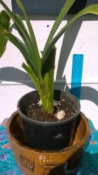 Large Clivia plant