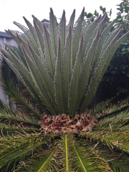 King sago palm - Cycas revoluta