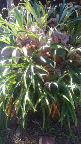 Elkhorns - Bromeliads