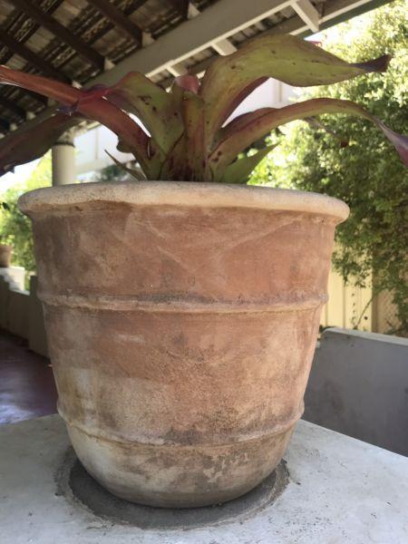 2 x ceramic pots with bromeliad plants