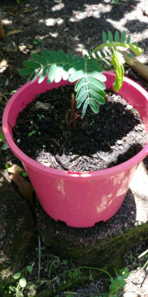 Tamarind plant for sale for 3 dollars