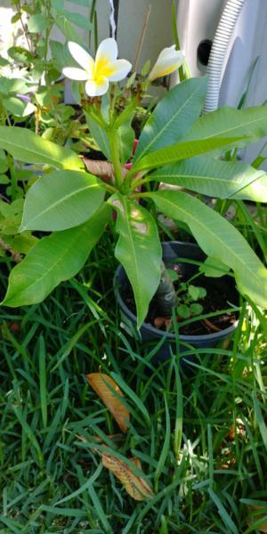 Fringipani plant pot for $8