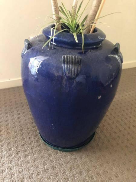 Large pot and plant