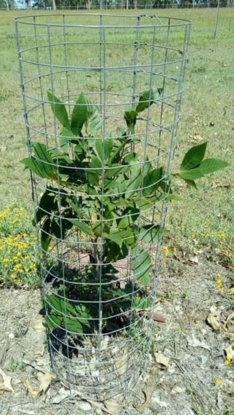 Wire mesh tree guards
