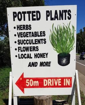 Plants - Vegies, Herbs, Flowers and More