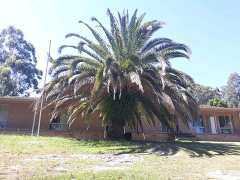 Palm tree canary island date Palm