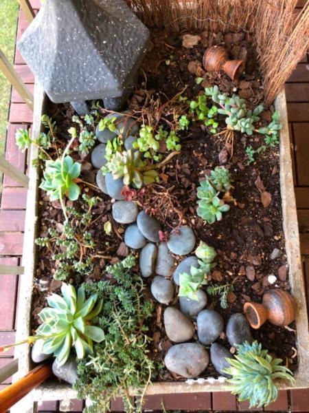 Succulent fairy garden