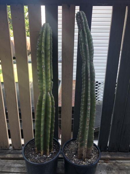 Medium cactus