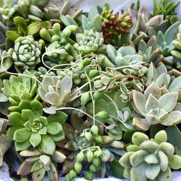 Boxed Succulents - 60 Plants Delivered