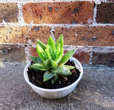 Aloe Brevifolia Plant ??