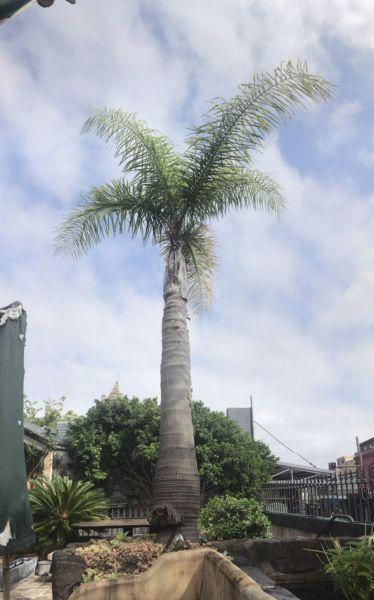 Established Cocos Palm (4m)
