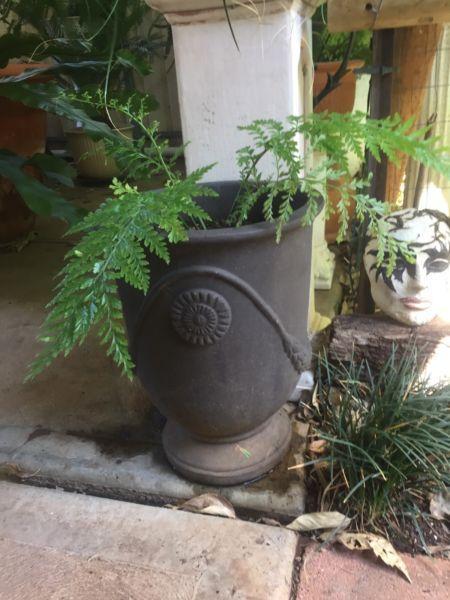 Pot and plant
