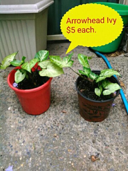 Plants & Garden Supplies For Sale!