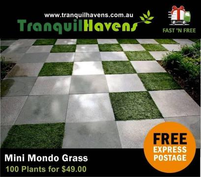 100 x Mini Mondo Grass Plants $49.00 Free Express Delivery