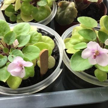 MINIATURE AFRICAN VIOLETS