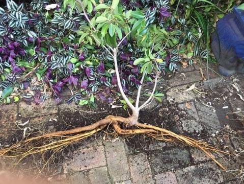 Fig seedling - make incredible bonsai