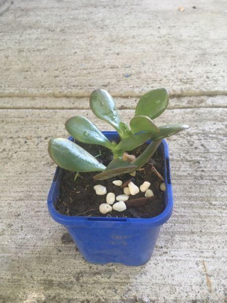 Assorted small jade plants