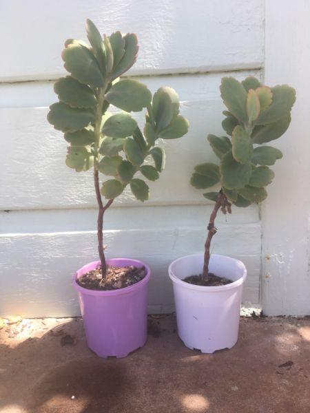 Kalanchoes for sale