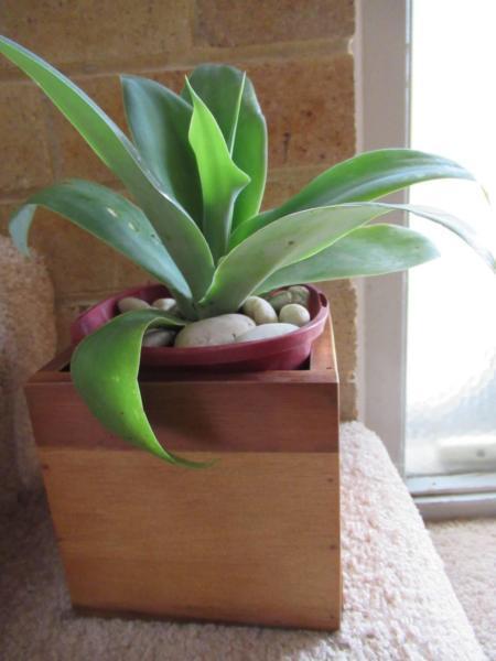 sublime small agave in solid timber pot