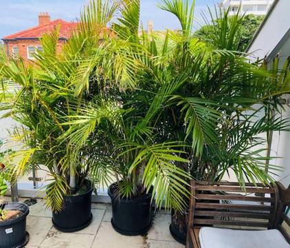 Three large golden cane palms Dypsis Lutescens (price for all 3)