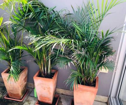 Three medium golden cane palms Dypsis Lutescens (price for all 3)