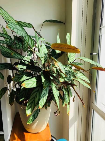 Beautiful indoor plant Calathea Exotica in self-watering pot