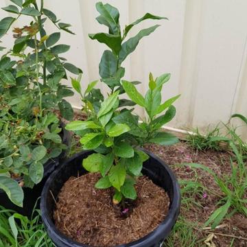 Lemon plant tree