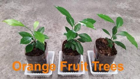 Orange Fruit Trees - Big sweet oz orange fruits & more