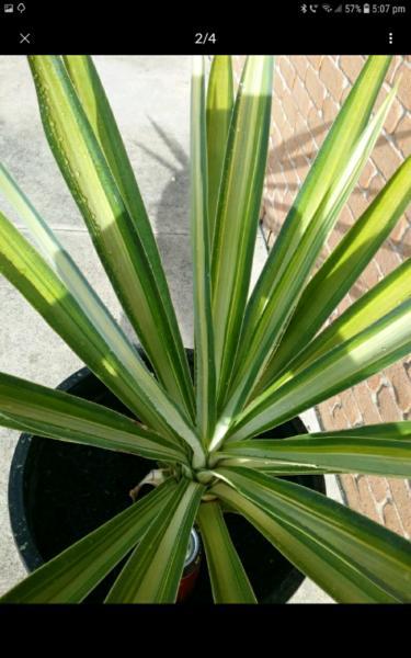 Lge Variegated Yucca in Lge pot(well rooted)