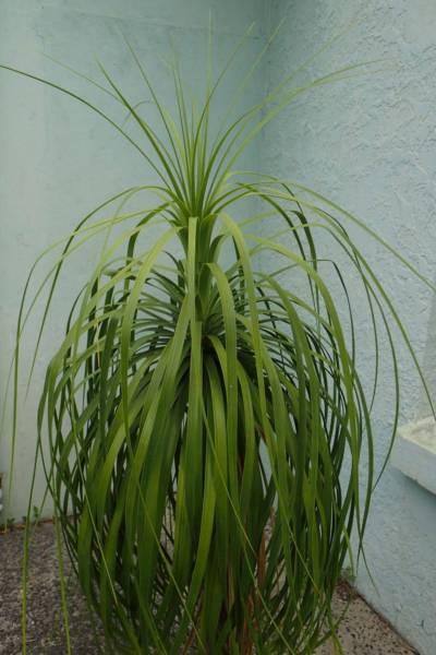 mexican pony tail palm