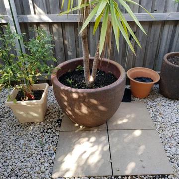Pot and yukka plant tree