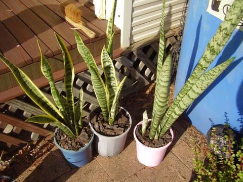 Plants: Mother-in-laws Tongue succulents bromeliads garden rocks