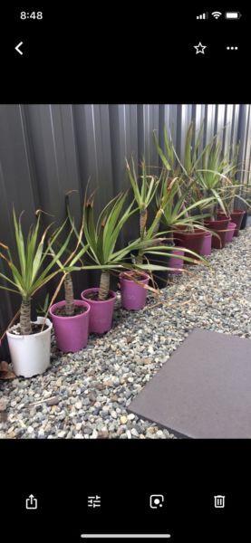 Dracaena Plants on pots