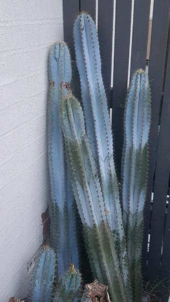 pilosocereus azureus blue torch cactus/cacti cuttings